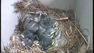 Blue tit nest box camera
