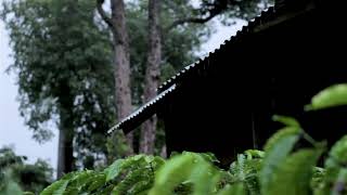 Fresh Rain Sounds on a Tin Roof in the Jungle for Sleeping