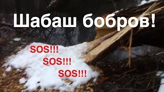 БОБРЫ  ЗИМОй  НЕ ДРЕМЛЮТ! SOS!! ТопСад.TopSad.