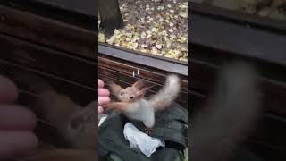 Очень ловкая молодая белка / A very agile young squirrel