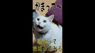 かまって欲しい猫様を頑張って無視してみるテスト