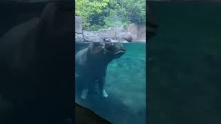Hippo Tucker Sounding Off - Cincinnati Zoo #shorts