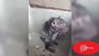 Los gatos me la pelan