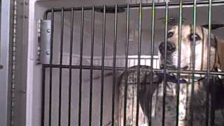 Hound Dog EAMT Rescue - Wallow Fire Relief Efforts