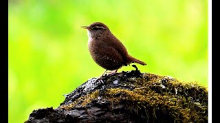 Der Zaunkönig/Kрапивник/The Wren /Le Troglodyte /The Wren /