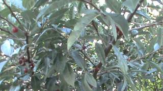 Autumn Olive or Elaeagnus