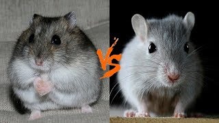Кого лучше купить ? ПЕСЧАНКА ИЛИ ДЖУНГАРИК