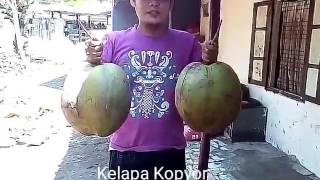 Kelapa Kopyor 9 (tipe dalam)