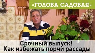 Голова садовая - Срочный выпуск! Как избежать порчи рассады
