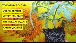 Томатные Гномы. В чем особенность перевалки Томатных Гномов? Показываю подробно в этом видео.