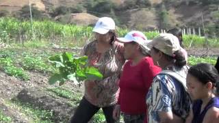 Agricultura Organica en Ecuador con Kitzia 1 parte 2