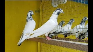 Teddy .Самые Выносливые голуби на Планете / Pakistani very high flying pigeons ( А.Гуляев , Москва )