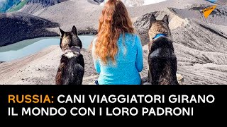 Russia: cani viaggiatori girano il mondo con i loro padroni