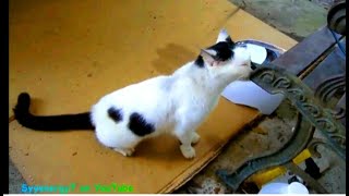 Ms  Tiffany GoldDigger the CAT, 'Goddess in Heaven'