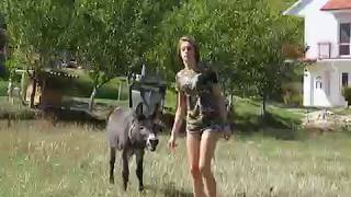 Meeting the Donkey