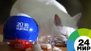 Эрмитажный кот Ахилл выбрал бронзового призера ЧМ - МИР 24