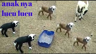Hasil kawinan domba garut & merino