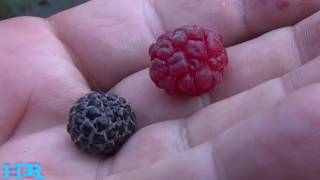 ⟹ Black Wild Raspberry | Rubus idaeus | Taste test and Review