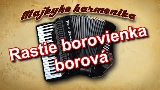 Majky - Rastie borovienka borová (akordeón)