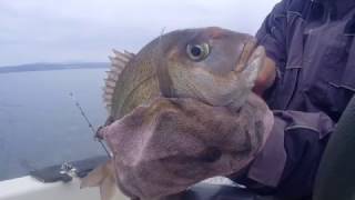 ΚΑΘΕΤΗ ΓΙΑ ΤΗΓΑΝΙΑ ΣΠΕΣΙΑΛ (VERTICAL FISHING)