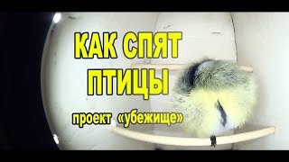 Как спят птицы / Проект убежище для птиц своими руками