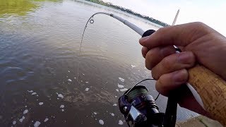 Hunting Down the FRANKENFISH in Washington D.C. (Bank Fishing the Tidal Basin)