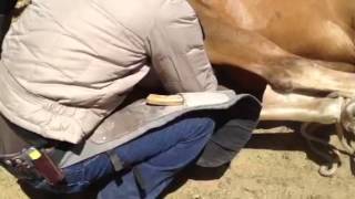 Castration