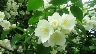 Жасмин. Красивые Цветы. Сама Нежность (Jasmine Flowers)