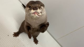 カワウソさくら 魚2匹抱えてバクバク食べまくるカワウソ otter holding two fish and eating crazy