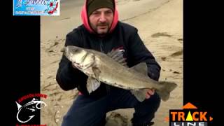 SURFCASTING SPIGOLA con Filetti di SEPPIA