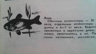 Линь - Рыба и ее места обитания