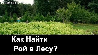 №57 Как Найти Рой в Лесу? Обмен Опытом. Пчеловодство. Пасека.