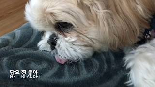 Korean dog(shihtzu) puppy peaceful Life - live in Seoul, 힐링 시츄 영상