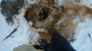 Проверка петель на бобра с самодельном замком ОГРОМНАЯ ХАТА