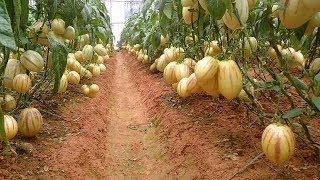 Phát  sốt Vườn  Dưa Pepino đem về cho chàng trai trẻ 20 triệu đồng/tháng