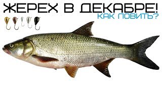 Как ловить жерех в декабре на зимней рыбалке? Секреты ловли жереха в декабре!