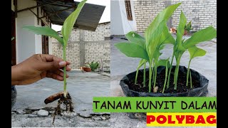 Tanam Kunyit dalam Polybag