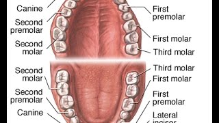 Tooth anatomy تشريح السن