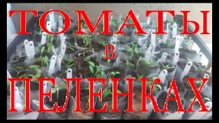 ТОМАТЫ. №2. Рассада томатов в "ПЕЛЕНКИ"