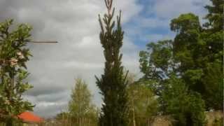Picea abies Fastigiata
