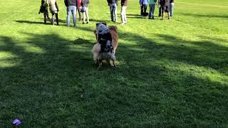 Doggy Love (Gay Mating)