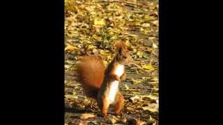 Прикольные смешные белки Funny squirrels Kharkov