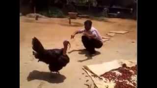 Best kung fu fight with dragon(Bird) kung fu style