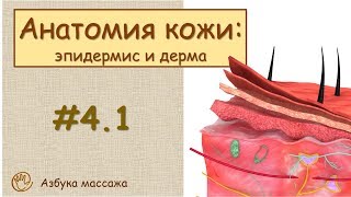 Строение кожи (эпидермис и дерма) | Урок 4, часть 1 | Уроки массажа