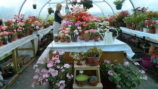 Liga's Pelargonium Castle - a passion for pelargoniums