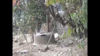 Կատուների խաղը