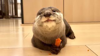 カワウソさくら にんじんを食べるカワウソを狙う猫 cat aiming for a carrot-eating otter