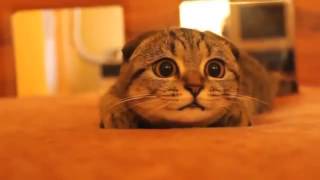cute pussycat