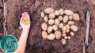 116 times more! ???? Positing potatoes mini tubers Brief version_