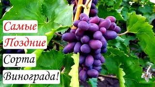Самые поздние сорта винограда. Виноград 2015.
